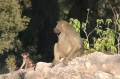 Baboon and baby